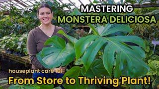 How To Shop & Care For MONSTERA DELICIOSA - Plant Care Light Repot Soil Water Houseplant Care 101