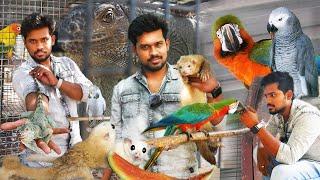 எதிர்பார்காத விலை 10k கேக்குறாங்க - macaw  exotic birds farm  reptiles  iguana  exotic pet