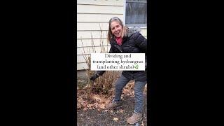 How To Divide And Transplant A Hydrangea and transplant any shrub