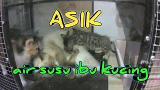 kasih sayang ibu kucing menyusui anaknya ‼️ kucing lucu