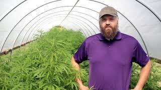 High Tunnel and Open Field Production Systems for CBD Hemp