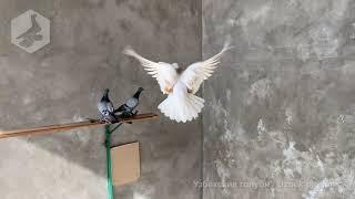 Узбекские двухчубые и гладкие голуби набирают игру в вольере молодежь 2020 года