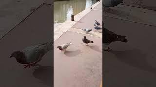 Group of Hungry Pigeons - Groupe de Pigeons Affamés