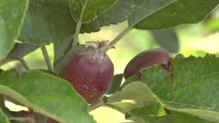 An apple a day........bio-dynamischer Obstbau im Jahreslauf