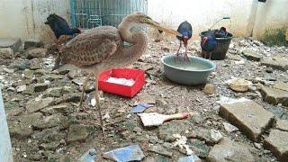 Pelihara burung burung rawa di belakang rumah