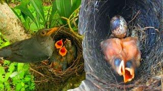 How to treat mother bird to her baby  Bird chick coup survival in nature