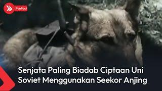 Senjata Paling Biadab Ciptaan Uni Soviet Menggunakan Seekor Anjing