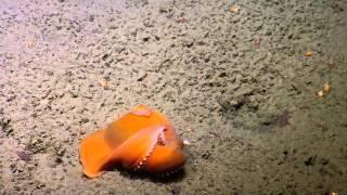 Best of 2015 Adorable Dumbo Octopuses  Nautilus Live