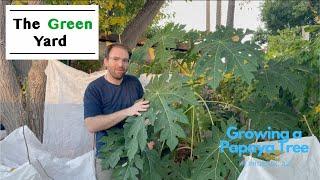 Growing a Papaya Tree in Phoenix AZ