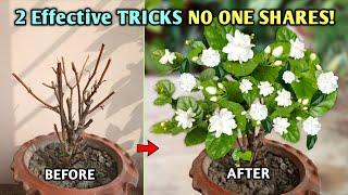 This 2 MOST EFFECTIVE Tricks Give MAXIMUM Flowers in Arabian Jasmine Plant