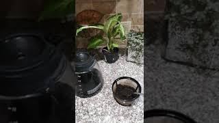 Quick Kitchen Gardening Trick With Coffee