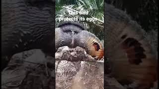 This bird protects its eggs