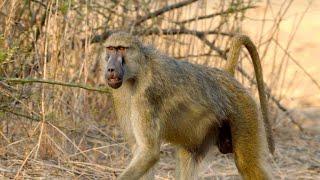 The Tragic Side Effects of a Baboon Leadership Battle