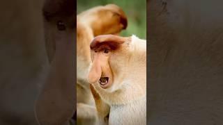 इस बंदर की नाक लम्बी क्यों होती हैं? By Wild Adventures