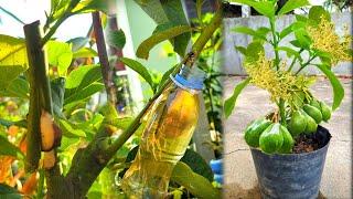 Extract avocado branches with bananas  How to cut new branches  agri cambo