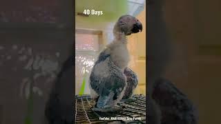 Baby Af Grey Parrot Updates  40 Days Old 