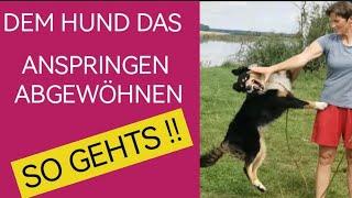 Hundeerziehung ANSPRINGEN ABGEWÖHNEN ‼️SO GEHTS ‼️3 TIPPS und dein Hund springt dich nicht mehr an