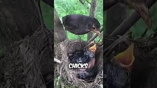 Why birds eats their babies poop? #shorts #science