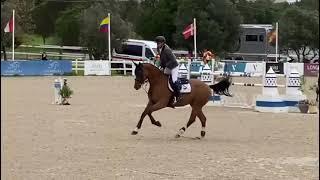 Fape King Star  gelding 2015 by E - star x Balou