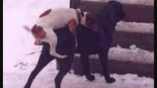 Dog Mating Fail