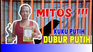 FAKTA ATAU MITOS ? Murai Batu dubur putih murai batu KUKU PUTIH By HoBi ID