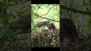 #bird #nature #goshawk #тетеревятник