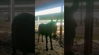 Funniest Donkey Ever Donkey Training the fun way 2099