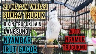 dalam hitungan detik trucuk apapun pasti emosi dengar 20 variasi suara pancingan trucukan gacor ini