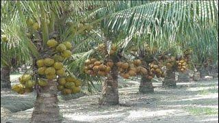 The space of coconut planting   Coconut Factory