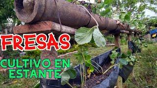 FABRICACIÓN ESTANTERÍA PARA CULTIVO DE FRESASFRUTILLA STRAWBERRY