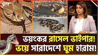 বিষধর রাসেলস ভাইপারের এক ছোবলেই জী-ব-ন শেষ?   Russel Viper  Ekattor TV