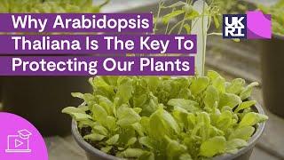 Why Arabidopsis Thaliana Is The Key To Protecting Our #Plants  Thale Cress Explained