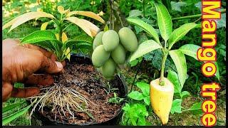 New way to make mango branches grow   How to grow mango trees from cutting aloe vera 2