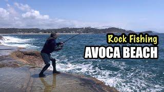 Rock Fishing Avoca Beach  first time catching a bonito fish