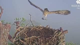 Willows wonderful wings in slow motion on leaving the Loch Arkaig Osprey nest 27 Aug 2022 zoomed