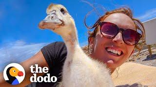 Baby Duck Thinks the Woman is Her Mom   The Dodo Little But Fierce