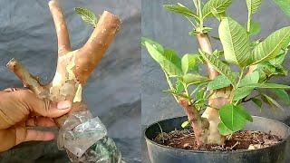 Membuat Bonsai Dari Bahan Di Sekitar Rumah Psidium Guajava