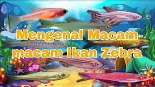 Mengenal Macam macam Ikan Zebra