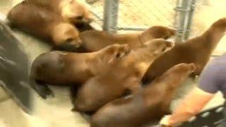 Sea lions injured in chlorine attack return to ocean