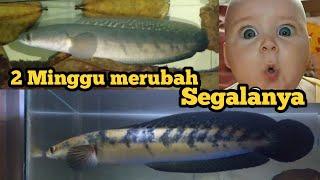 Cara membuat ikan channa maru YS cepat kuning pisang Ambonmental preman