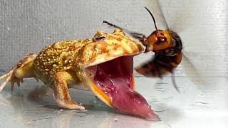 Give the  frog the queen of the giant hornet ... Pacman frog  African bullfrog【LIVE FEEDING】