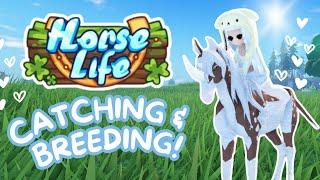 Horse Life Stream II Catching & Breeding Rare Horses