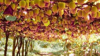 How to Cultivate Millions of Kiwi Fruit in New Zealand - Kiwi Fruit Farming and Harvest