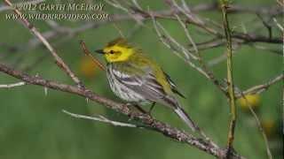 Black-throated Green Warbler in Maine