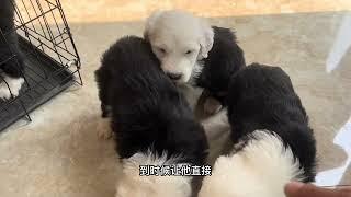 古牧犬，比较稀少的犬种，属于中大型犬