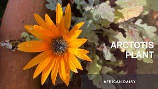 Arctotis  African Daisy - Simple propagation Tips and Plant Care.