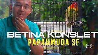 LOVEBIRD BETINA KONSLET‼️ CARA PAPAHMUDA SF   PROSES PENGGACORAN