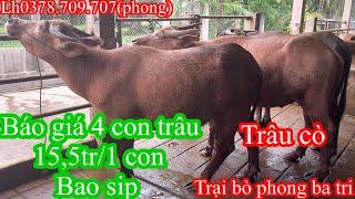 Trại bò phong ba tri 22506Bao gia công khai tiếp tục nhé cả nhà