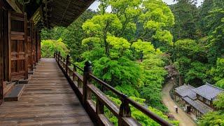 Rainy Walk through Lush Forest and Secluded Mountain Temple   Japan 4K Nature Ambience - ASMR