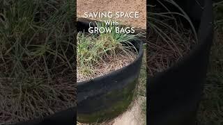 Save space by growing food in grow bags #shorts #growingfood #garden